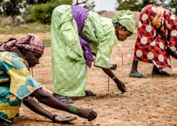 Les femmes plantent des graines tout en participant à un projet de plantes sahéliennes et de reboisement au Niger