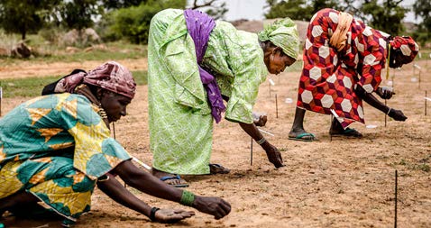 Les femmes plantent des graines tout en participant à un projet de plantes sahéliennes et de reboisement au Niger